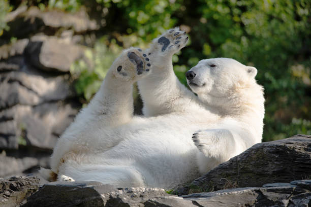istock Funny polar bear. Polar bear sitting funny pose. 1770969323