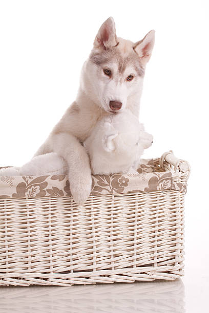 istock Siberian Husky Puppy 177097007