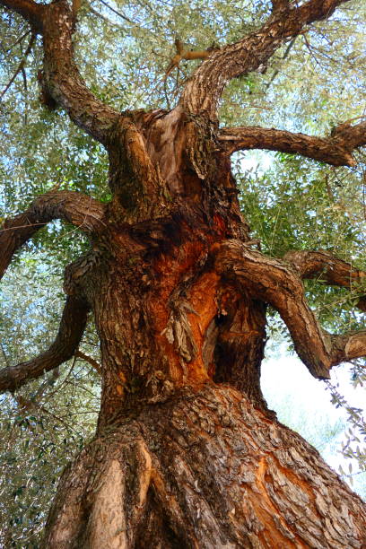 Thousand-year-old olive tree, Canet Lo Roig, Spain