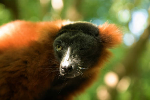 istock red ruffed lemur Varecia rubra watching from above 1770971020