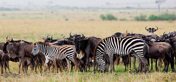 istock Zebras and wildebeests in the Maasai Mara, Kenya 177097129