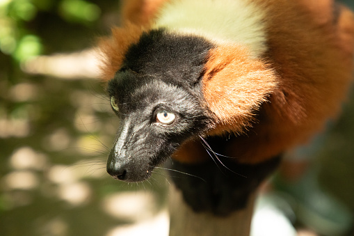 red ruffed lemur, Varecia rubra, watching from above on branch. rare endemic protection and care at Berlin Zoo. cute funny animal. Vivid nature background.