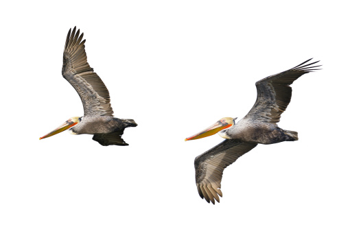 Isolated#aaBrown Pelican in Flight