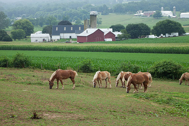 caballos y granjas en lancaster, pensilvania - belgian horse fotografías e imágenes de stock