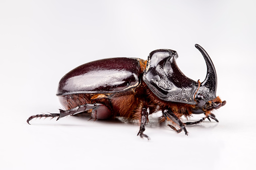 Violet ground beetle Carabus violaceus close up macro photography of the beetles face big eyes jaws and black and violet purple colours