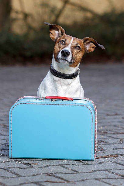 istock dog waiting with a  blue bag 177097412