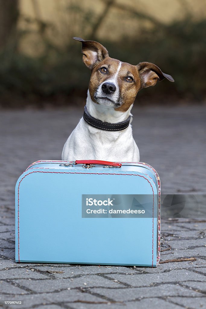 dog waiting with a  blue bag Hotel Stock Photo