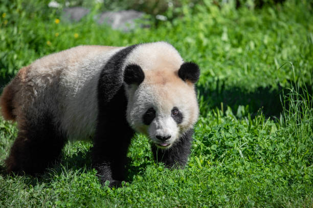 istock cheerful playing pandas on green lawn 1770974224