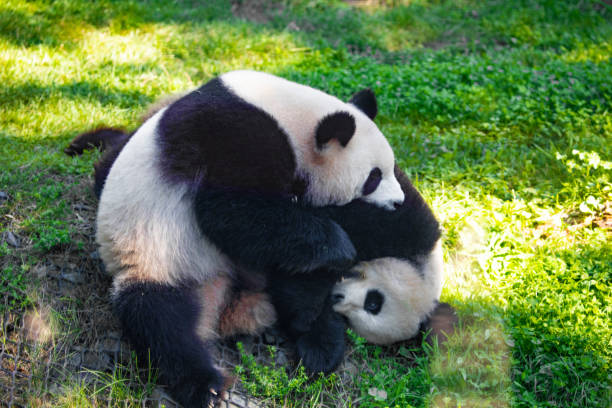 istock cheerful playing pandas on green lawn 1770974225