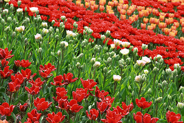 красочные тюльпаны поля с - nodoby стоковые фото и изображения