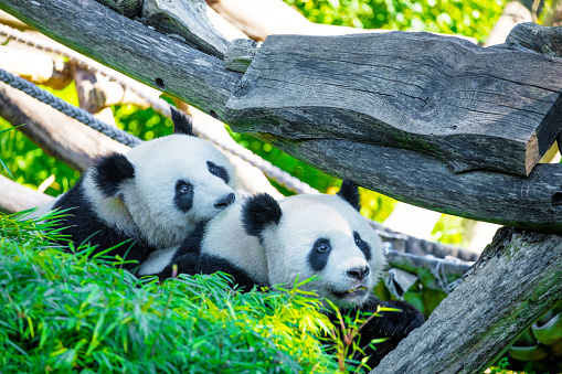 cheerful playing pandas on green lawn