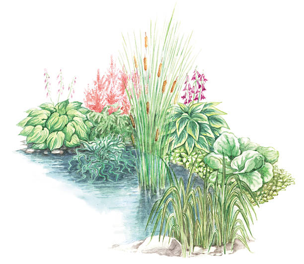 Garden design nearly a water body Watercolors hand painted by photographer picture of garden design nearly a water body carex pluriflora stock illustrations