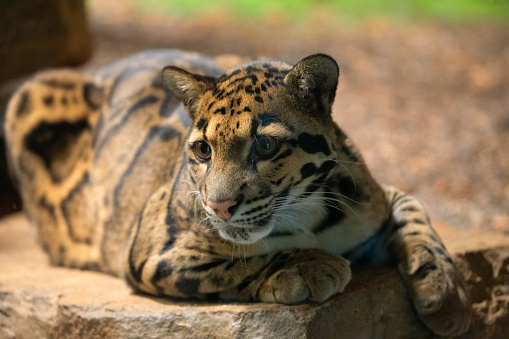 Portrait of a leopard cub in dense bush. It has clear blue eyes tipical for young leopards. Cubs at this age the female leopards left alone near the den when they go hunting.