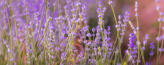 Violet purple lavender field close-up banner. Flowers selective focus, blur background