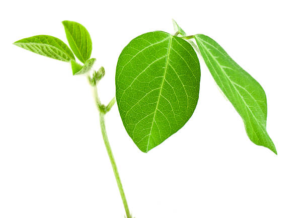 Fresh Soy Beans stock photo