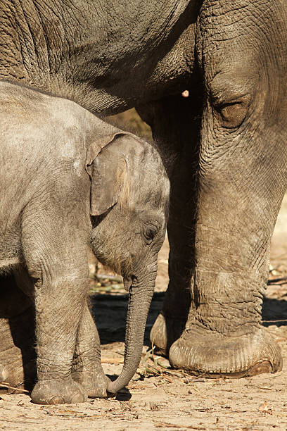 istock Baby elephant standing next to its mother 177098095