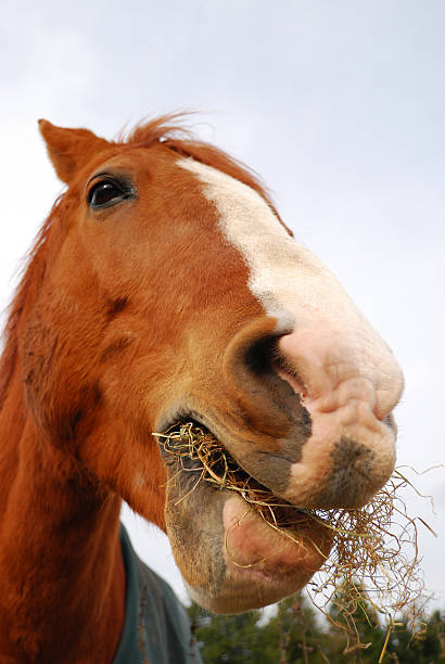 Horse Eating stock photo