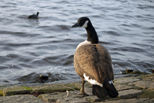 Goose near the lake Alster