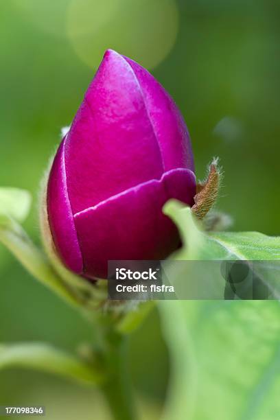 Bloom Einer Untertasse Magnolia Stockfoto und mehr Bilder von Baumblüte - Baumblüte, Blatt - Pflanzenbestandteile, Blume