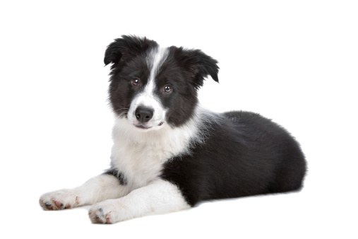 Border Collie puppy in front of a white background