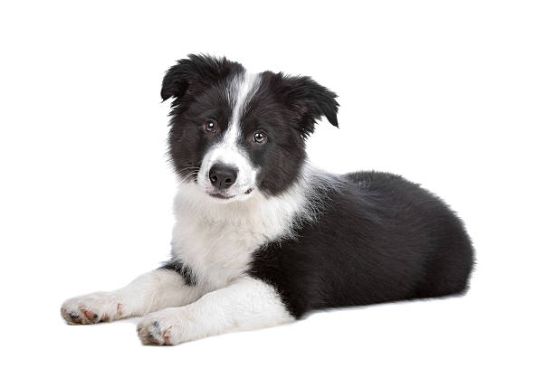 Border Collie puppy Border Collie puppy in front of a white background border collie stock pictures, royalty-free photos & images