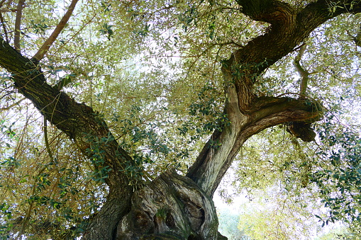 Thousand-year-old olive tree, Pou del Mas, La Jana, Spain