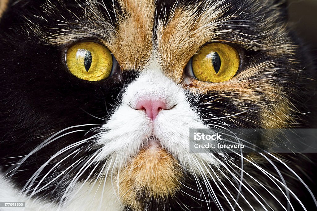 Close-up de British exótica Shorthair Cat - Royalty-free Exotismo Foto de stock