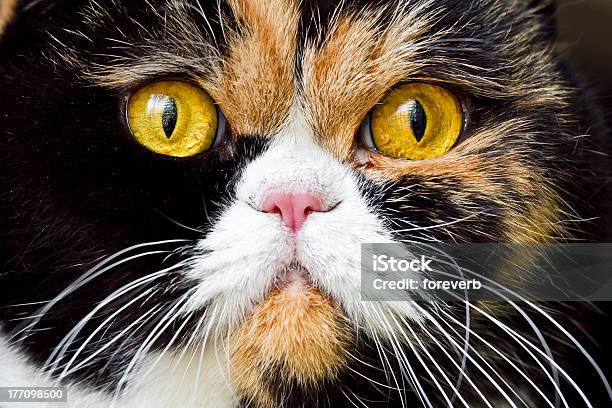 Closeup De British Exótica Shorthair Cat - Fotografias de stock e mais imagens de Exotismo - Exotismo, Shorthair Cat, Afiado