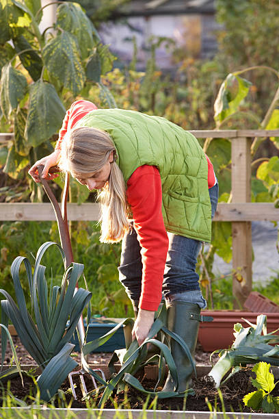 istock Woman working on allotment 177098505