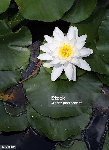 Wasser Liliy Stockfoto und mehr Bilder von Ansicht aus erhöhter Perspektive - Ansicht aus erhöhter Perspektive, Auf dem Wasser treiben, Blatt - Pflanzenbestandteile