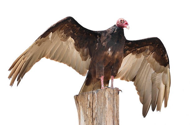 istock Isolated turkey vulture on wooden trunk 177098805