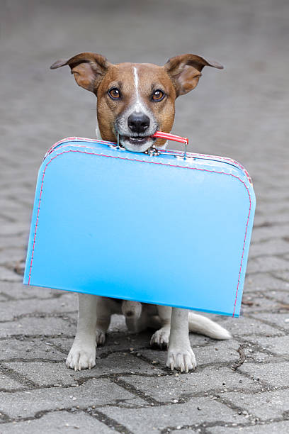 istock dog waiting with a  blue bag 177098877
