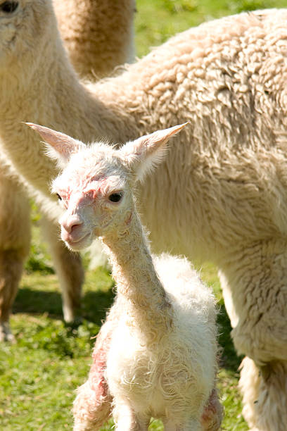 Bebê recém-nascido Cria Alpaca - fotografia de stock