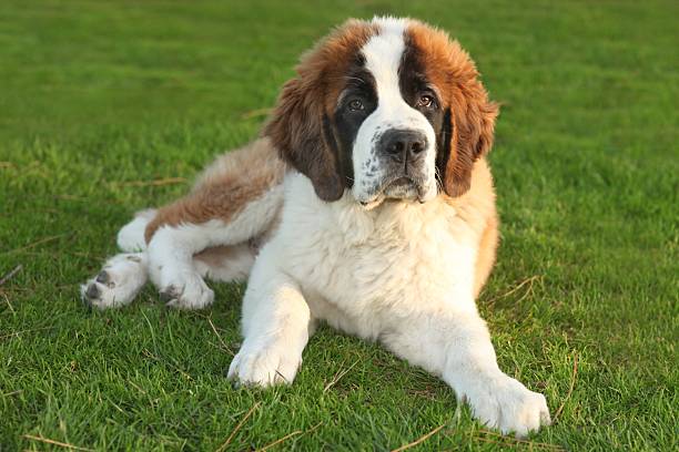 istock A Cute Saint Bernard Purebred Puppy  177098929