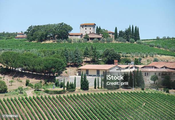 Chianti In Toscana - Fotografie stock e altre immagini di Agricoltura - Agricoltura, Albero, Ambientazione esterna