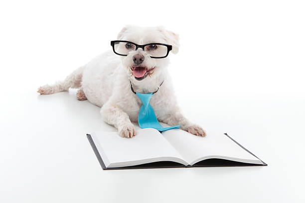 istock Dog Puppy Education Training 177099139