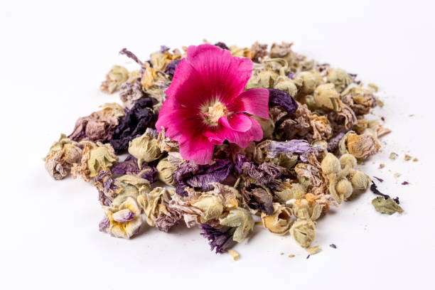 istock Dried Althaea officinalis on the white background 1770991804