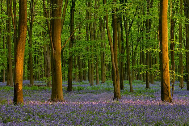 Sunset in a Hampshire Bluebell Wood stock photo