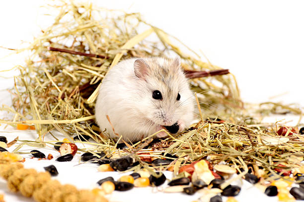 jungar hamster auf weißem hintergrund - hamster eating rodent pampered pets stock-fotos und bilder