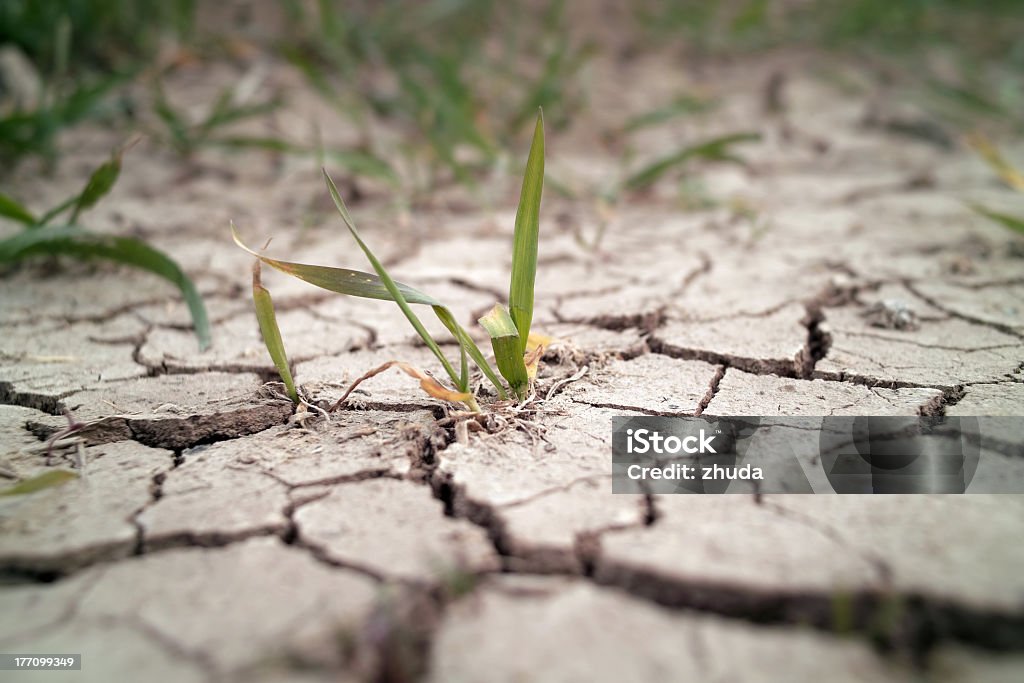 Wheat grass growing through cracks in the ground Wheat in drought field Drought Stock Photo