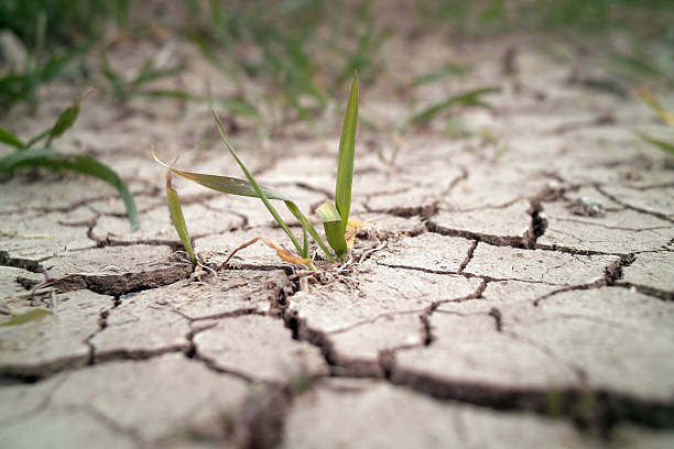 Wheat grass growing through cracks in the ground Wheat in drought field wilted plant photos stock pictures, royalty-free photos & images