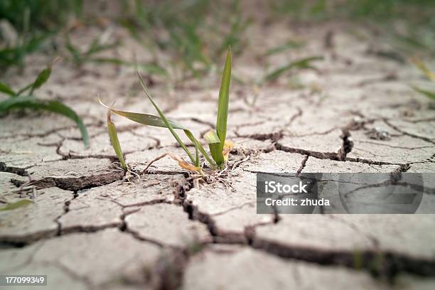 Wheat Grass Growing Through Cracks In The Ground Stock Photo - Download Image Now - Drought, Dry, Agricultural Field