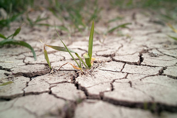 campo de trigo em seca - dry country - fotografias e filmes do acervo