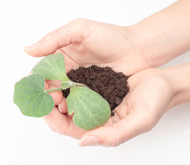 Hands holding growing plant stock photo