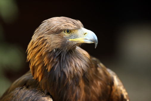 Portrait of a Golden Eagle