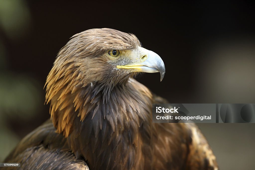 Golden Eagle Portrait of a Golden Eagle Golden Eagle Stock Photo