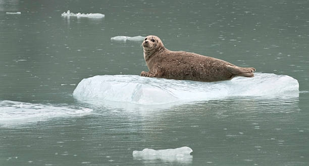 harbor seal - alexander archipelago animals in the wild one animal animal stock-fotos und bilder