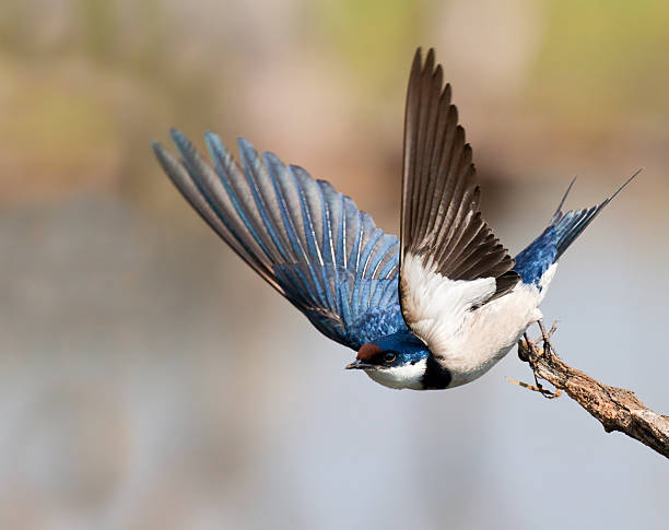 European Swallow take off stock photo