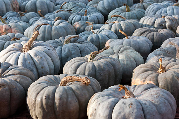 Blue Pumpkin stock photo