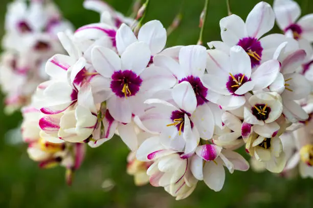 Sparaxis, white ixia, harlequin flower, wandflower, corn lilies